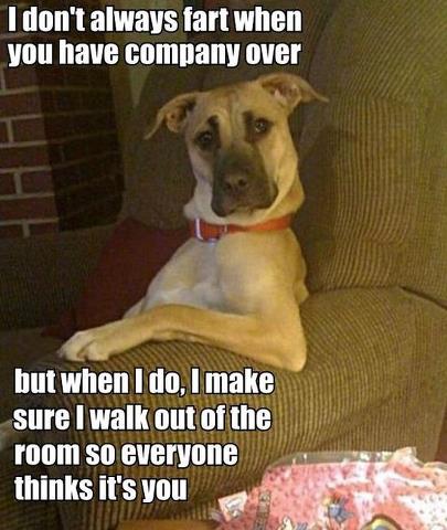 DOG_n.jpg