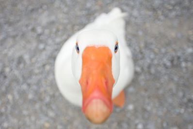 QUack.png